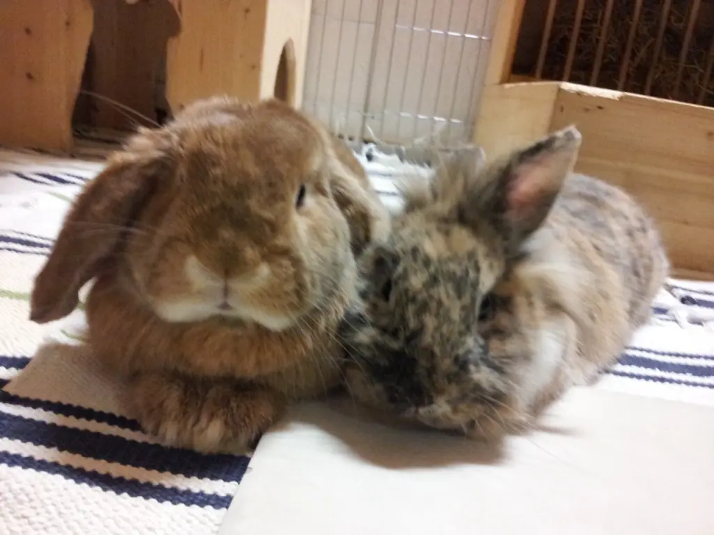 Image from Trudi