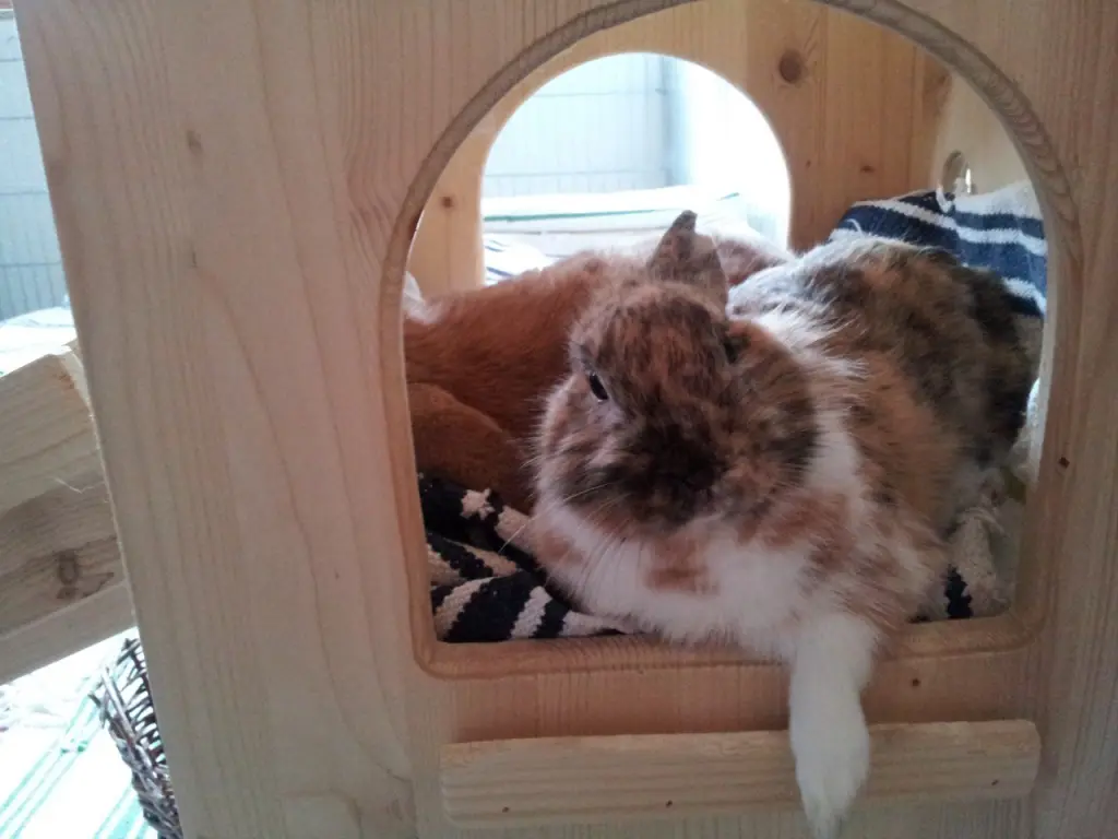 Image from Trudi