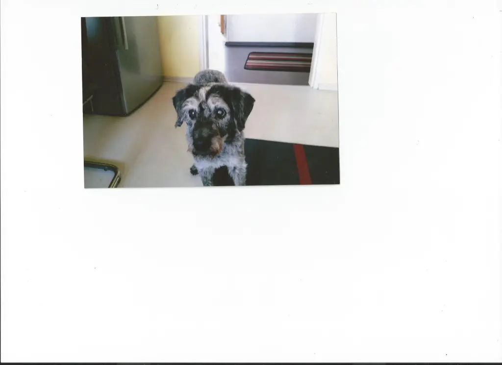 Image from Lucky