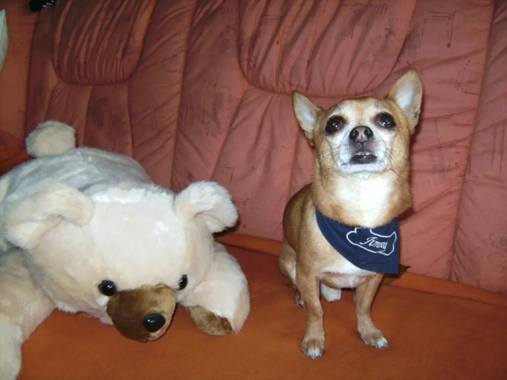 Condolence image of Irene mit Seelenhund * Jimmy * ganz tief im Herzen