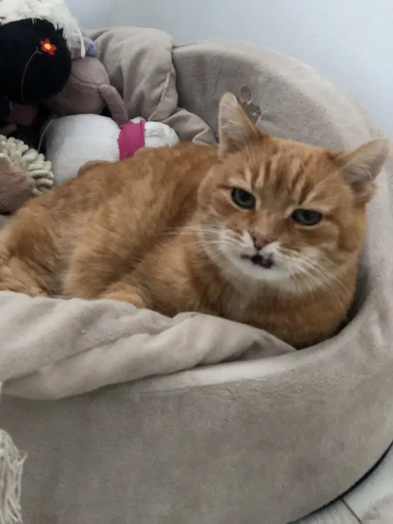 Image from Tiger