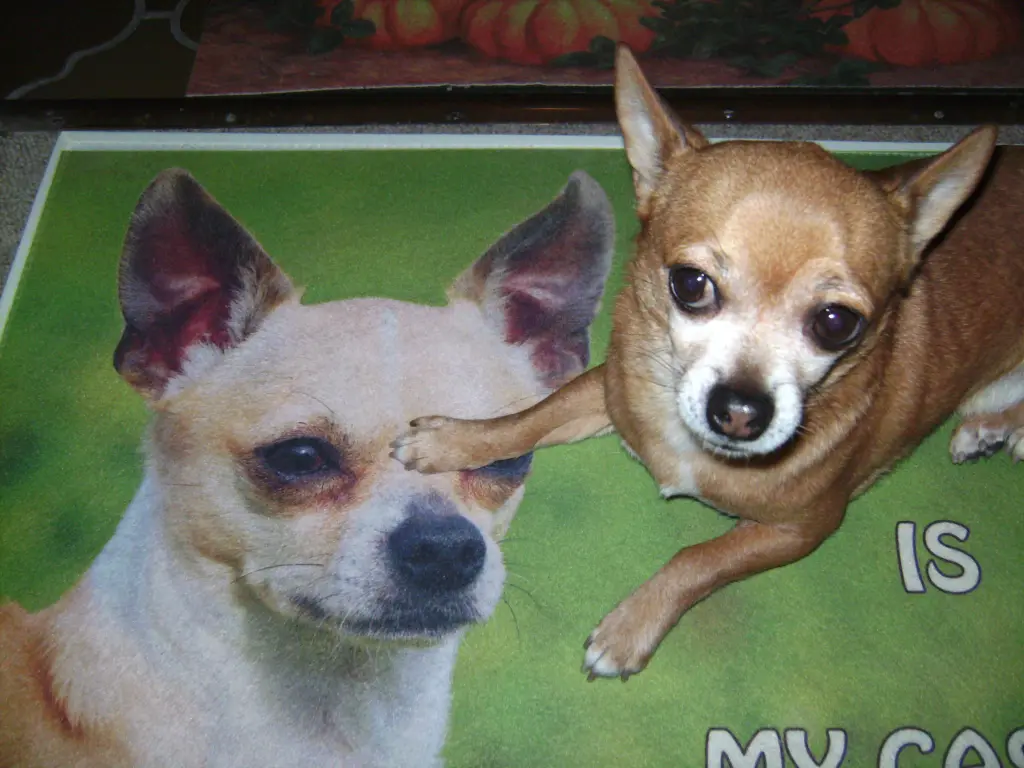 Condolence image of Irene mit Seelenhund * Jimmy * ganz tief im Herzen