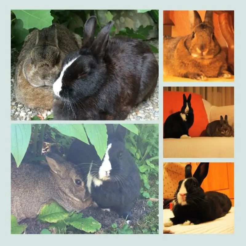 Andachtsbild von Eine Rose für Flöckchen