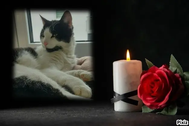 Condolence image of Tanja mit Timmy im Herzen
