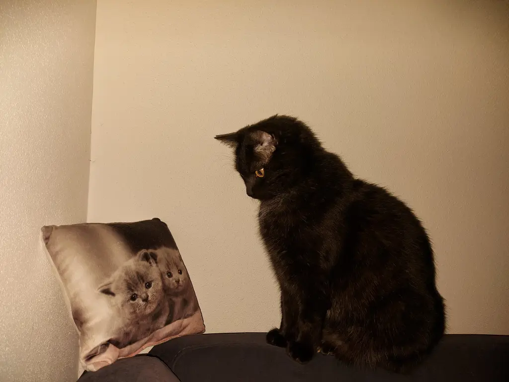 Condolence image of Dein Frauchen mit Max