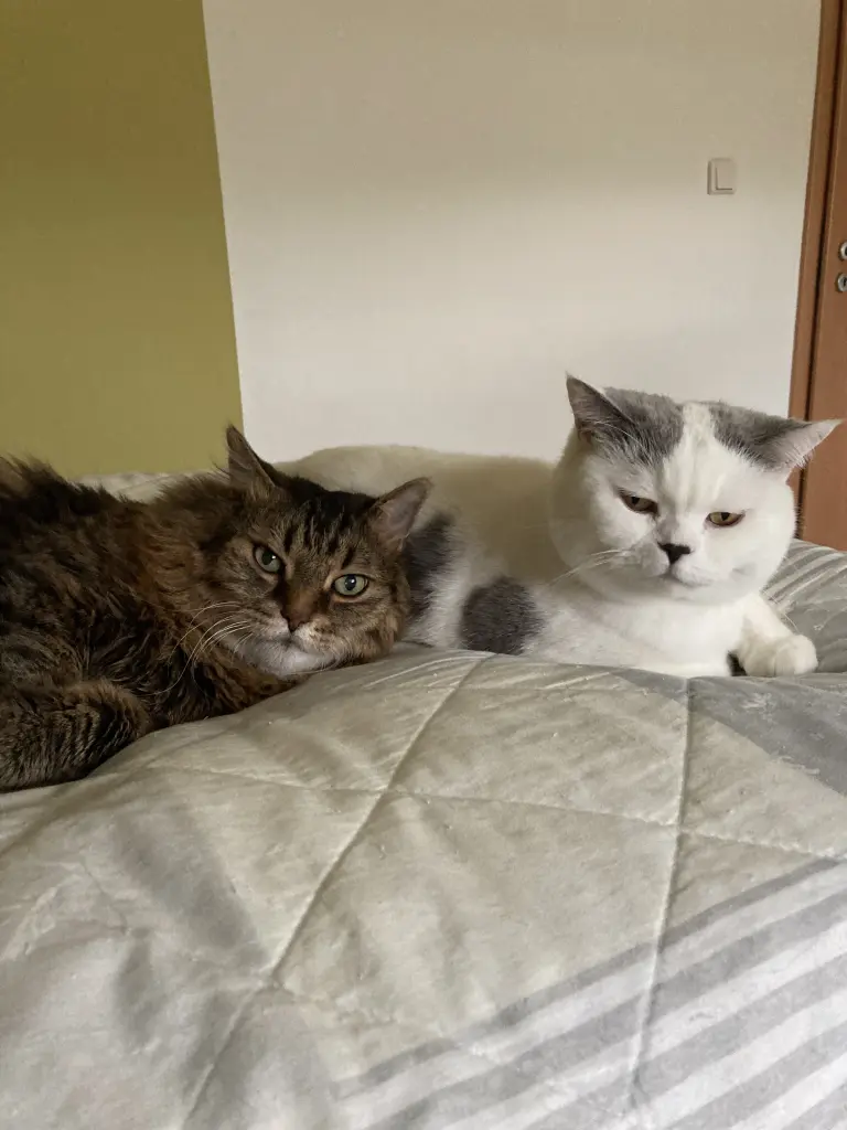 Condolence image of Ramona mit Rambo im Herzen ♥️