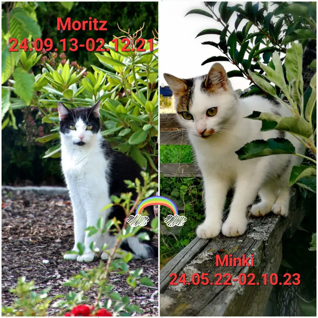 Image from Moritz & Minki