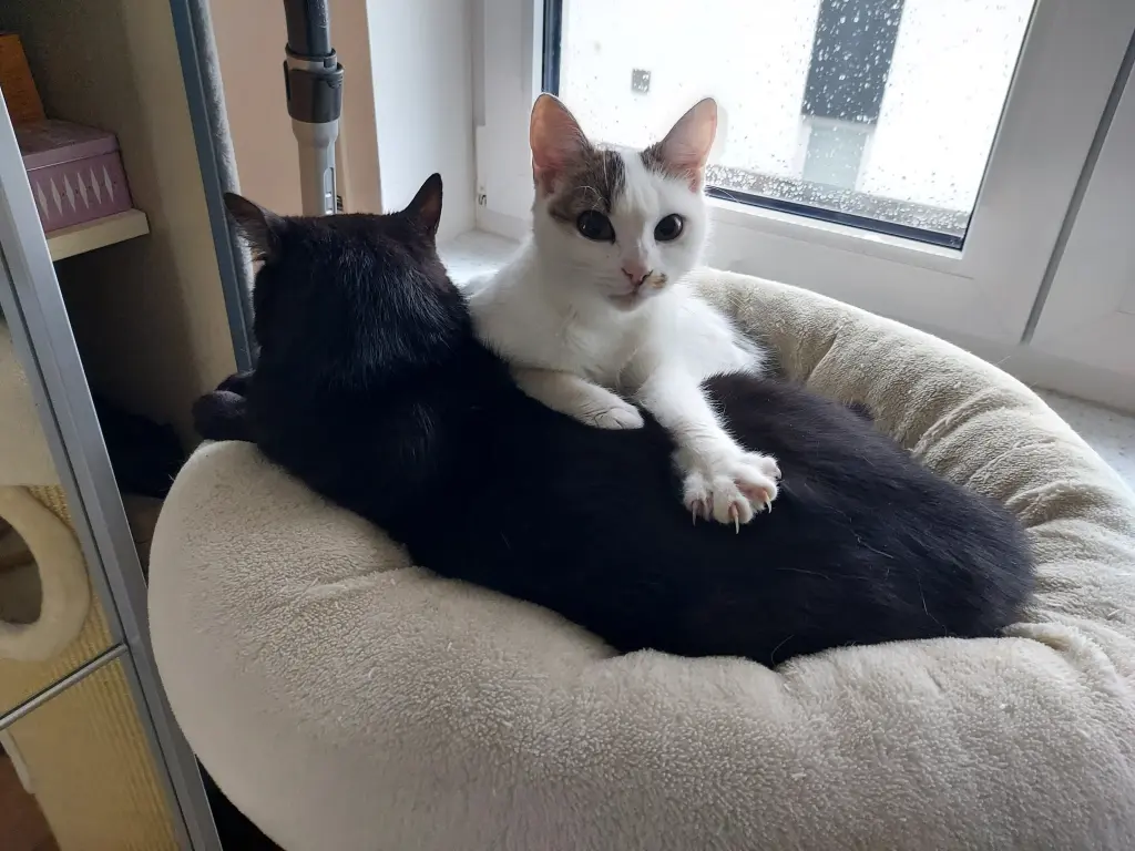 Image from Moritz & Minki