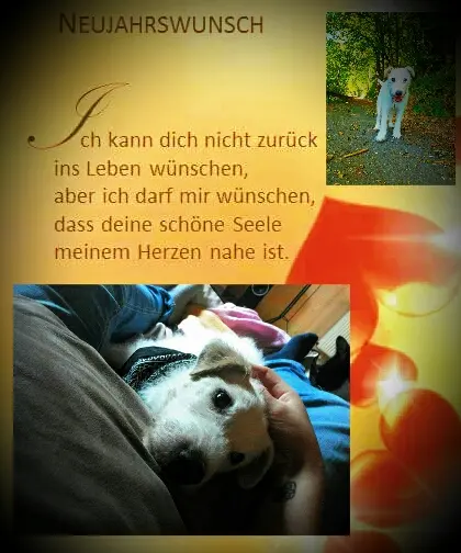 Condolence image of Josi