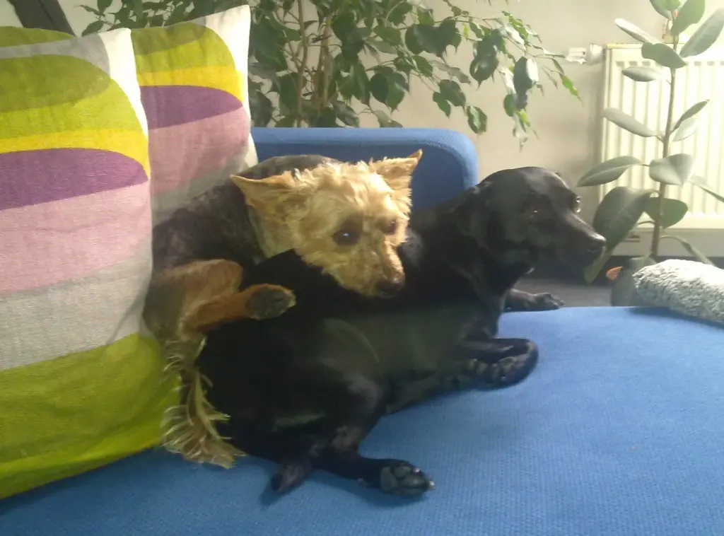 Image from Stella