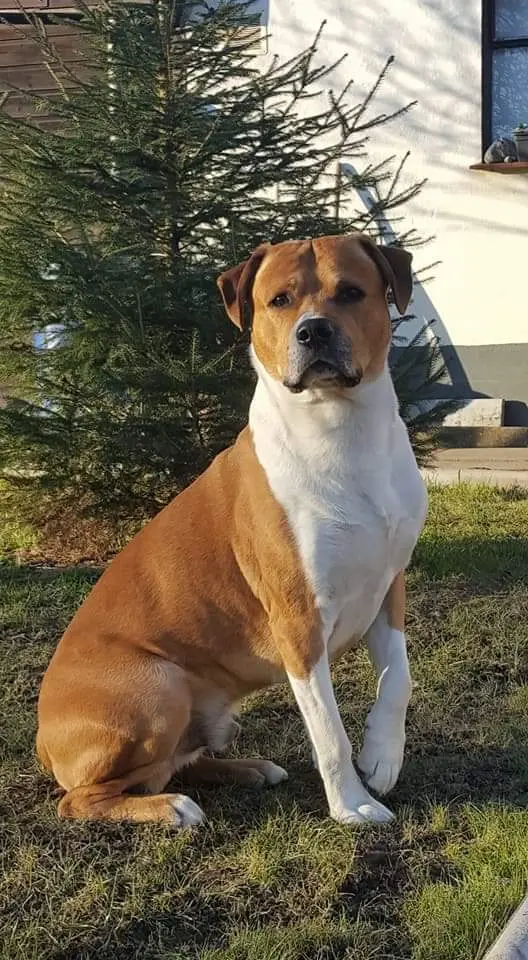 Image from Tyson