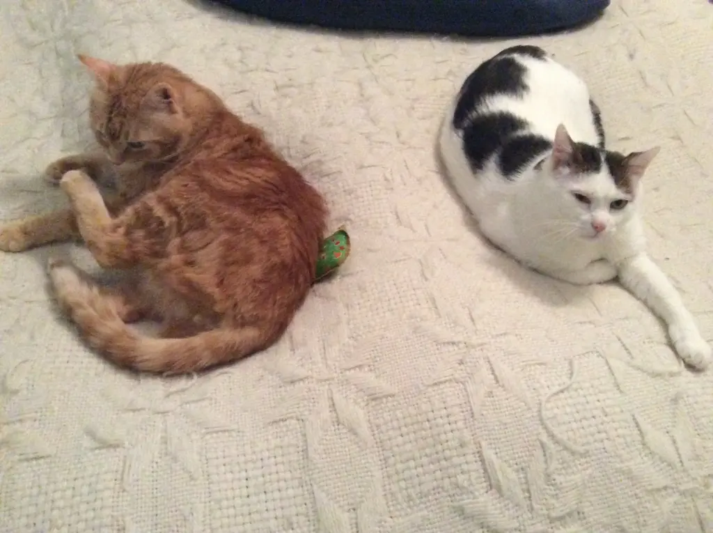 Image from Fritzi