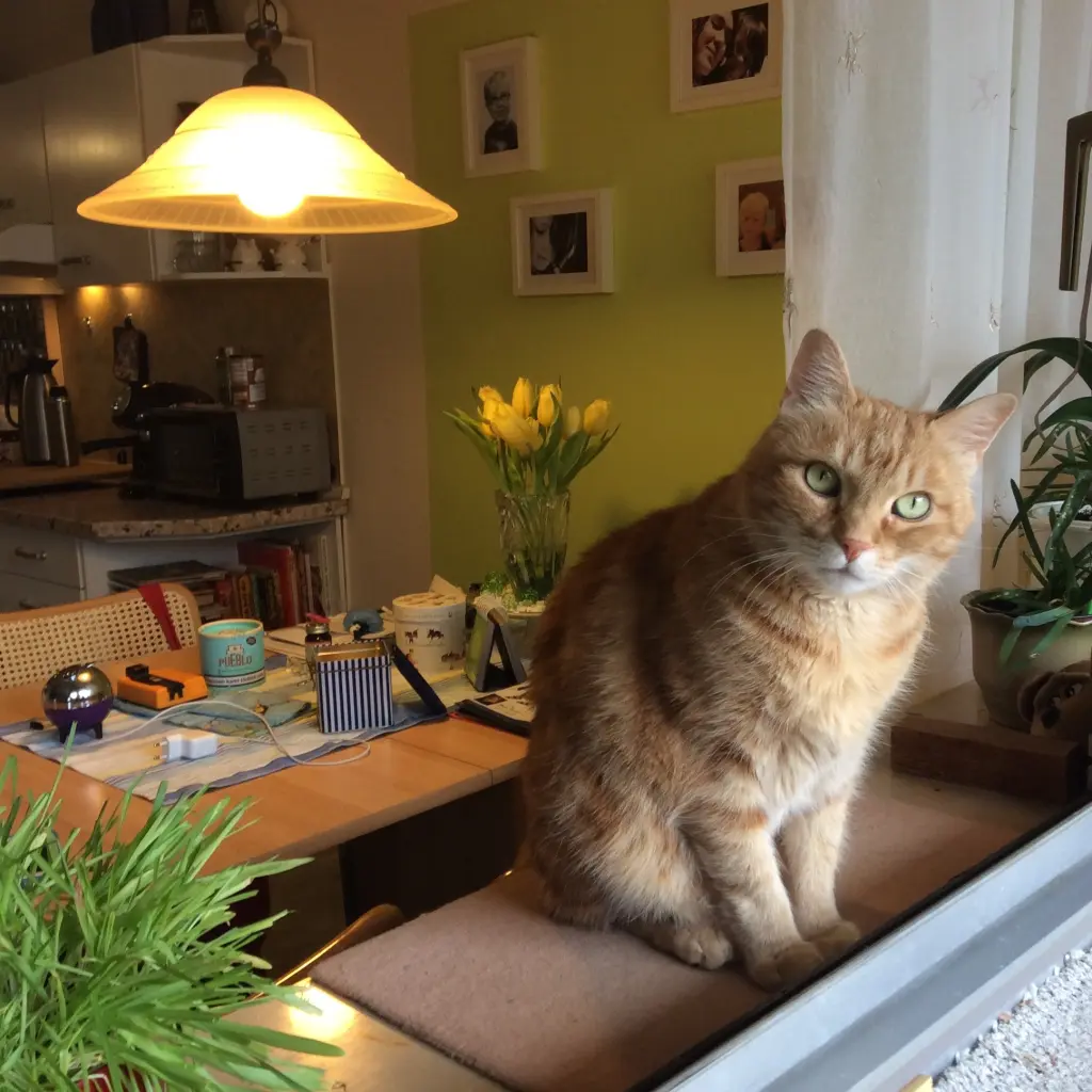 Image from Fritzi