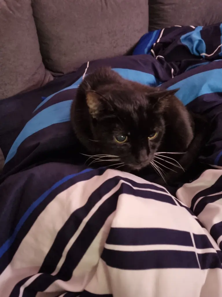 Image from Smokie
