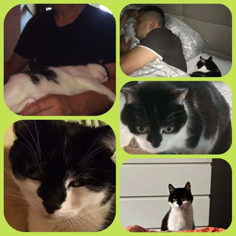 Image from Merlin