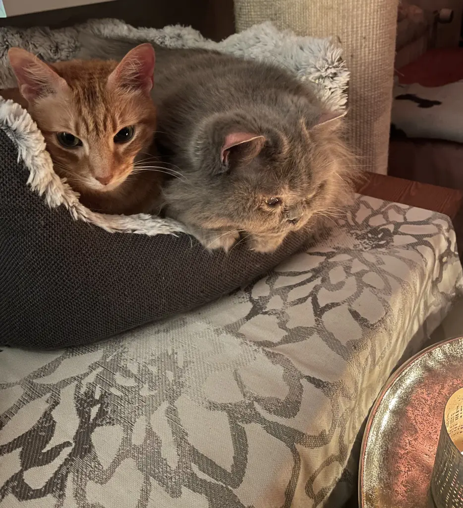 Image from Tabby Blue
