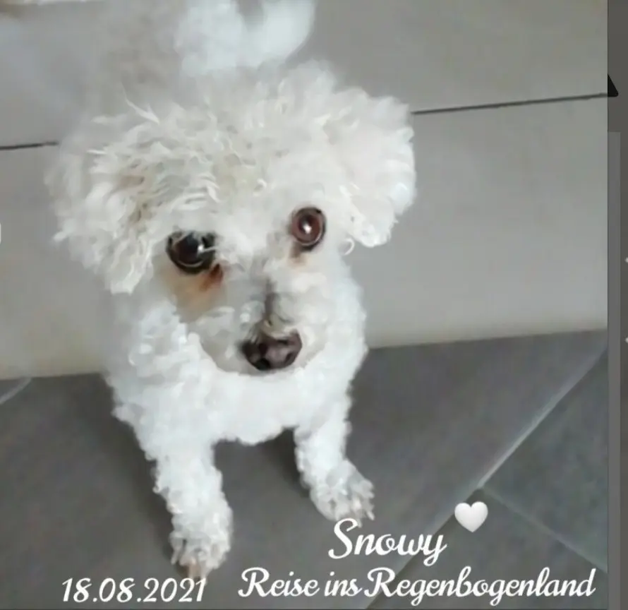 Condolence image of Gaby mit Snowy ❤️