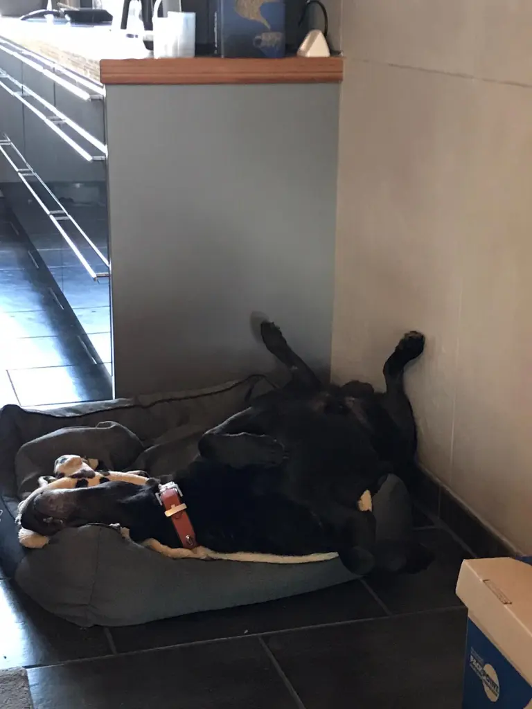 Image from Cookie