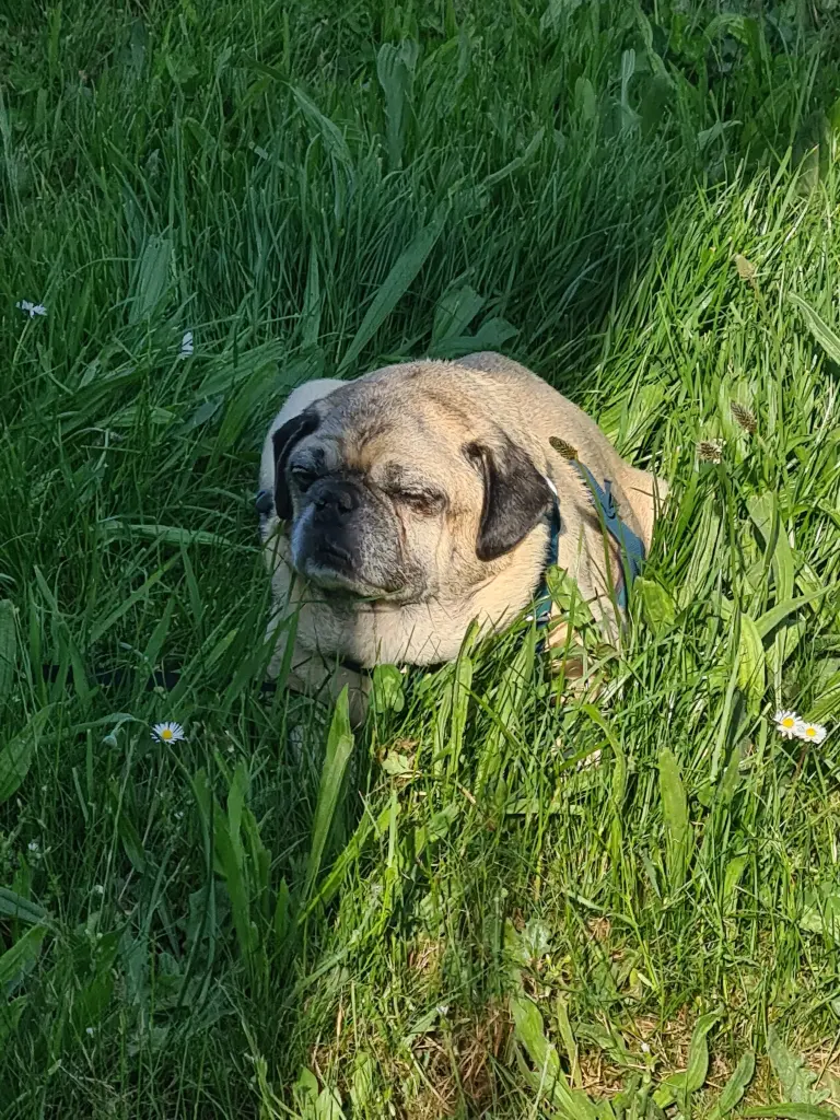 Image from Oskar