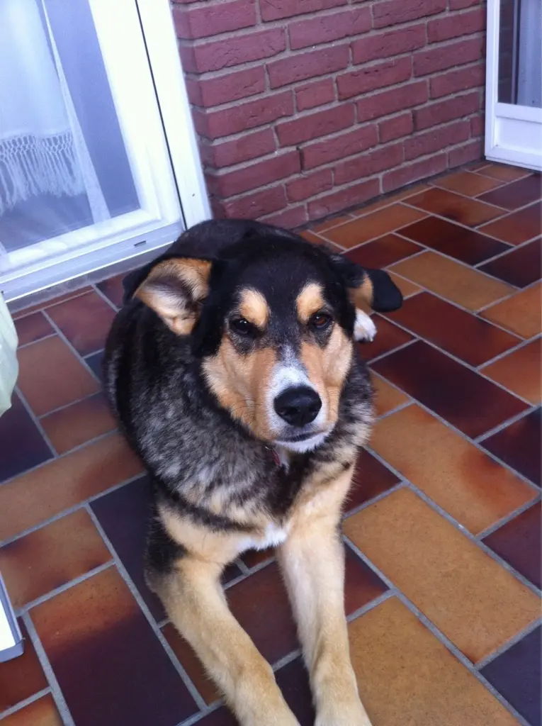 Andachtsbild von Brigitte mit Moschu tief im Herzen