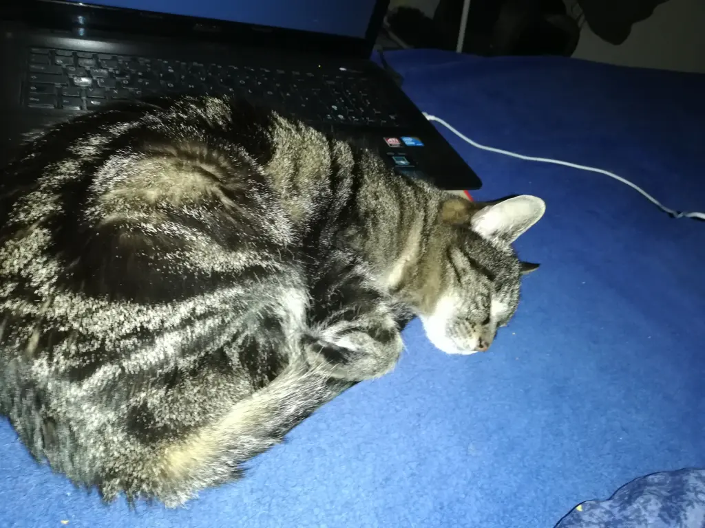 Image from Chewie