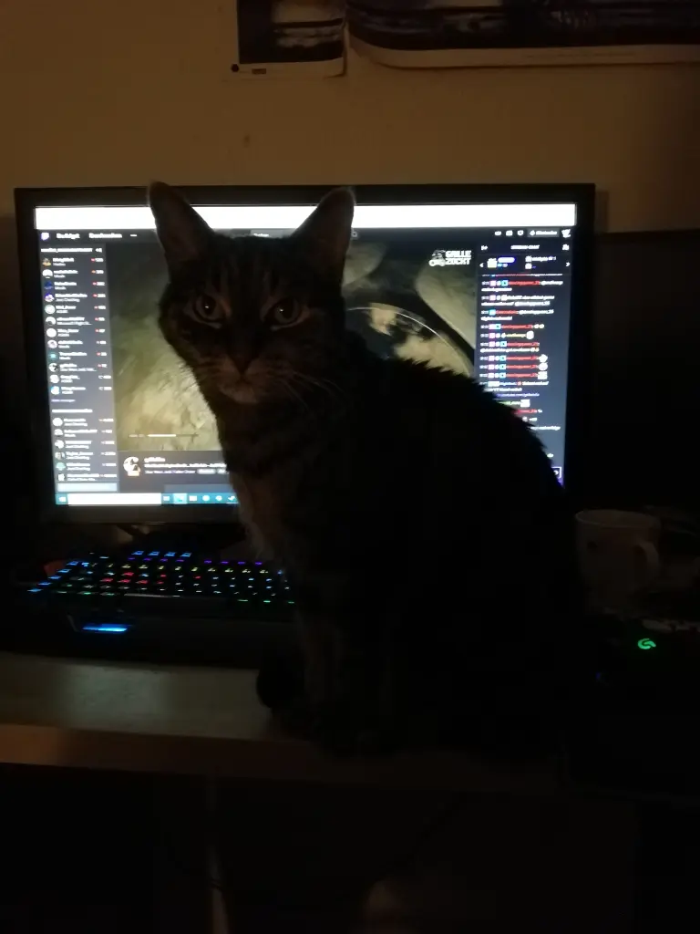 Image from Chewie
