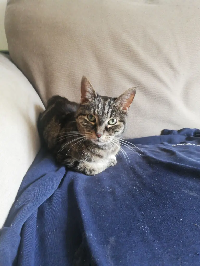 Image from Chewie