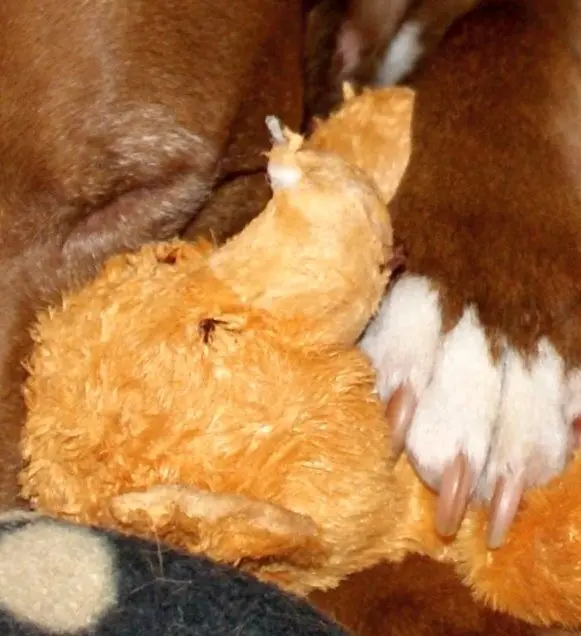 Condolence image of Ellen mit Balu im ♥️