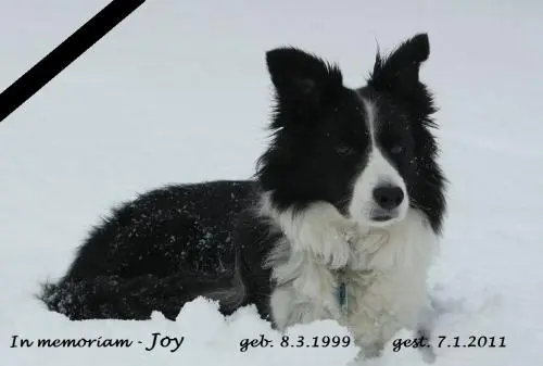 Image from Joy - unvergessen