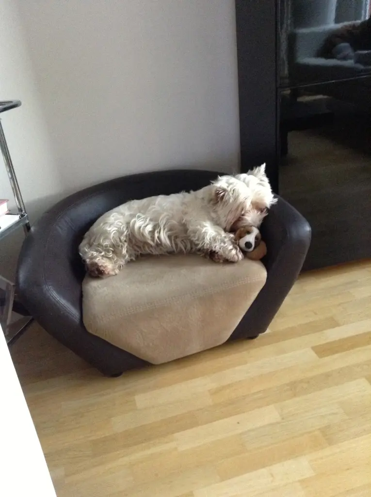 Image from Sammy