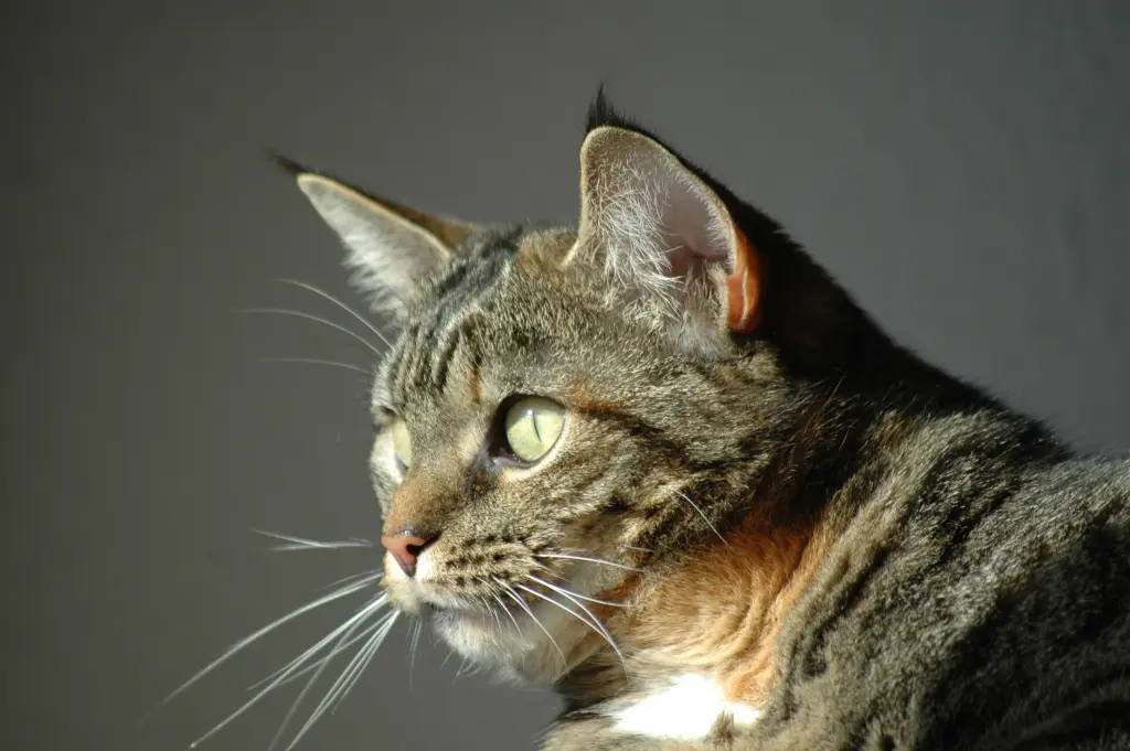 Condolence image of Renate mit Seelenkatze Nelly