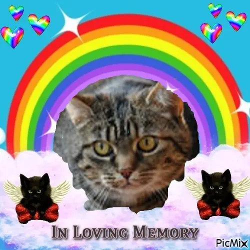 Condolence image of 1.Sternchen❤️ Gedenktag❤️