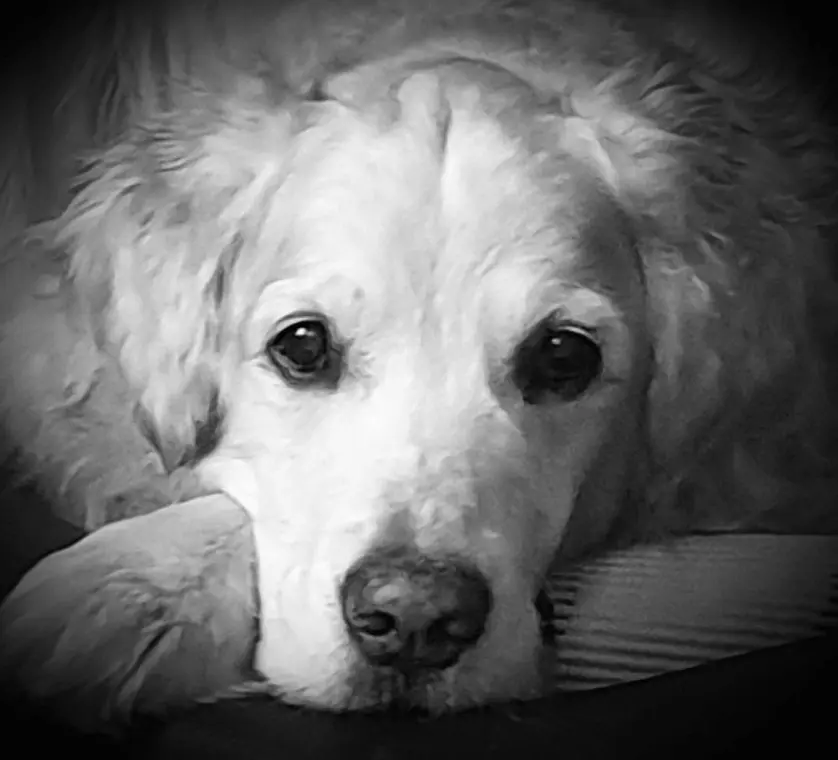Image from Skipper