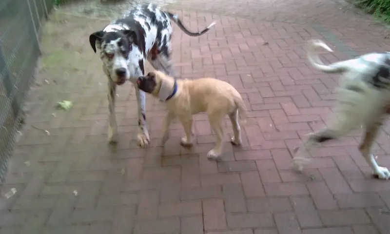 Condolence image of Daniela mit Sniper im Herzen