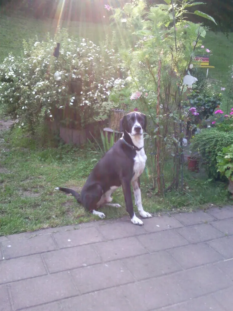 Image from Simba