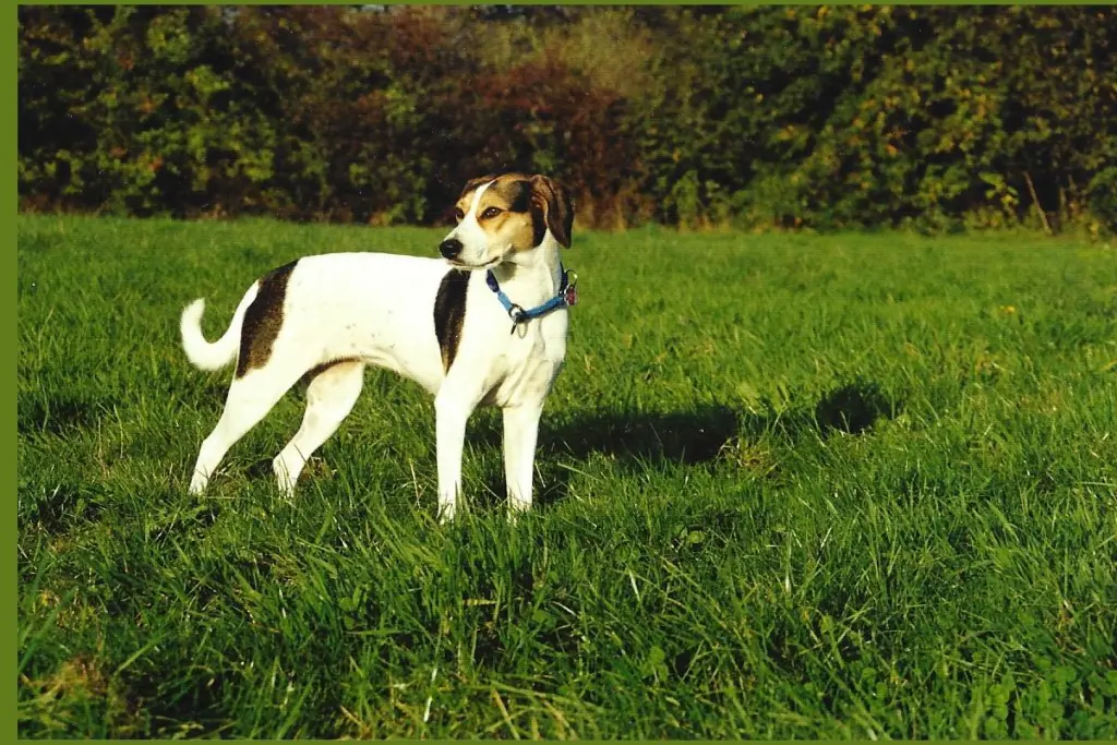 Image from Laika
