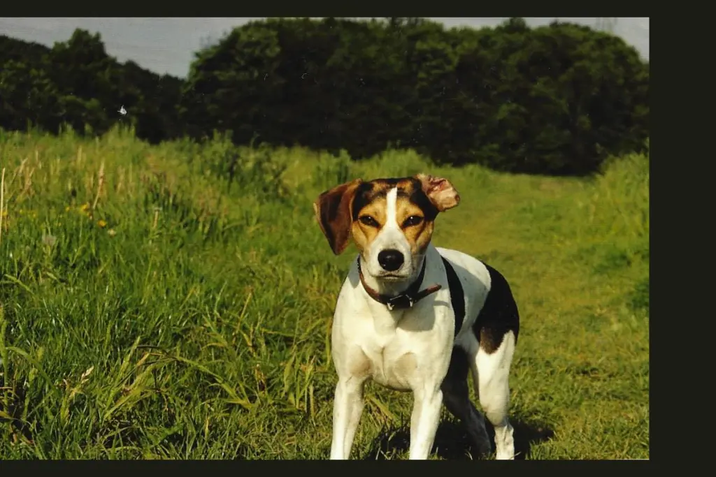 Image from Laika