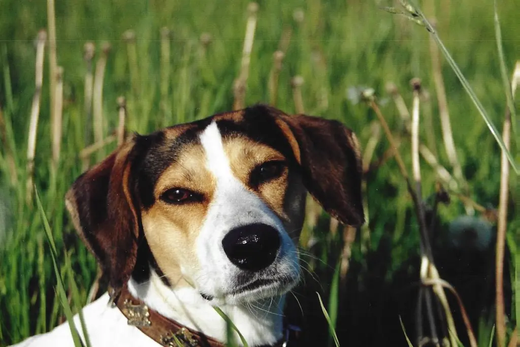Image from Laika