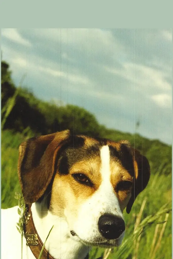 Image from Laika