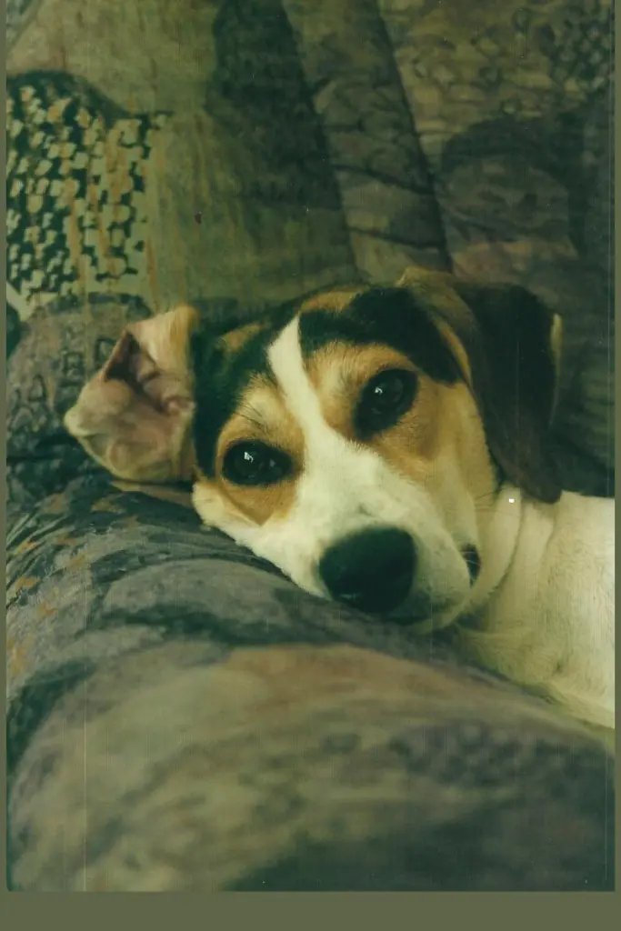 Image from Laika