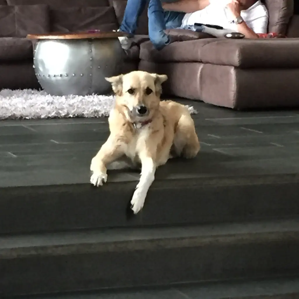 Image from Baschi