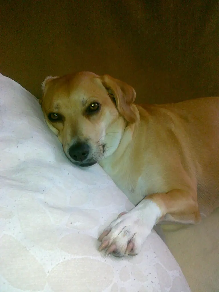 Image from Pinchen