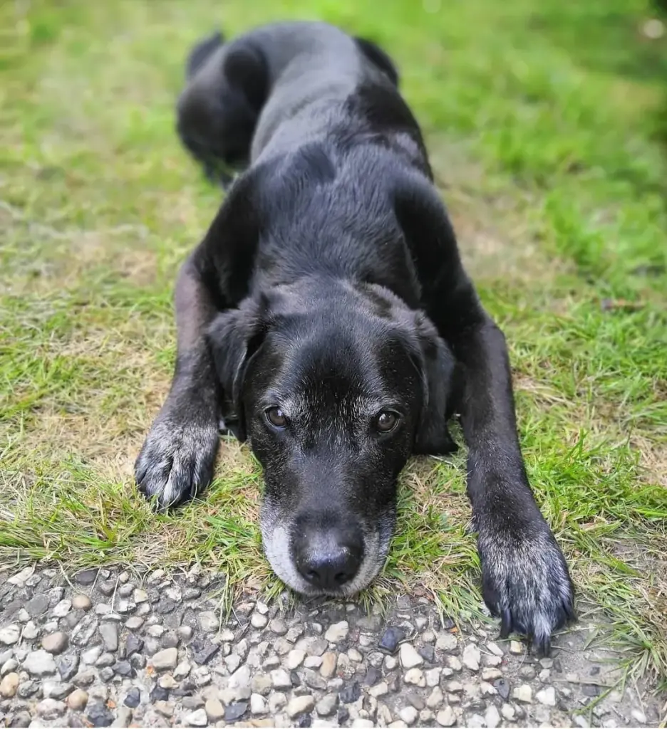 Image from Balou