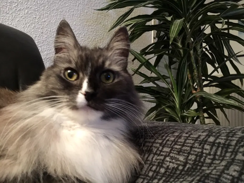 Image from Merlin