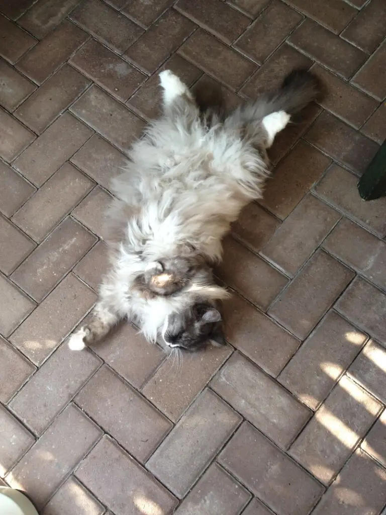 Image from Merlin