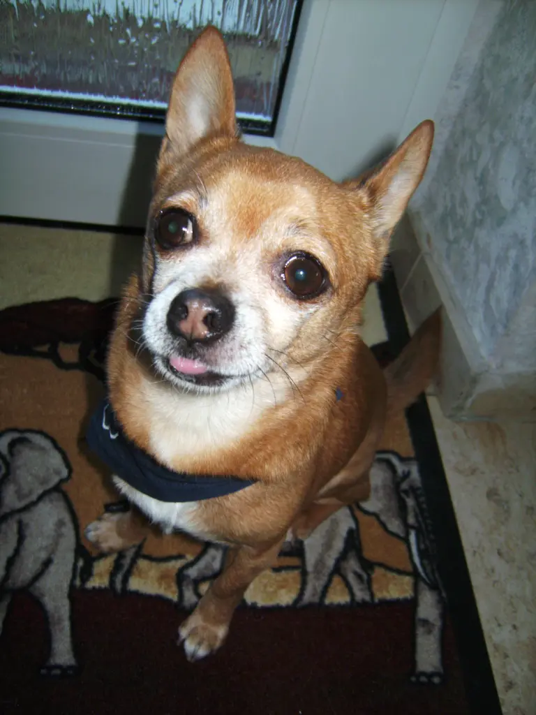 Condolence image of Irene mit Seelenhund * Jimmy * ganz tief im Herzen