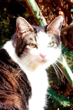 Condolence image of Petra mit Timmy im Herzen(+8.1.2020)