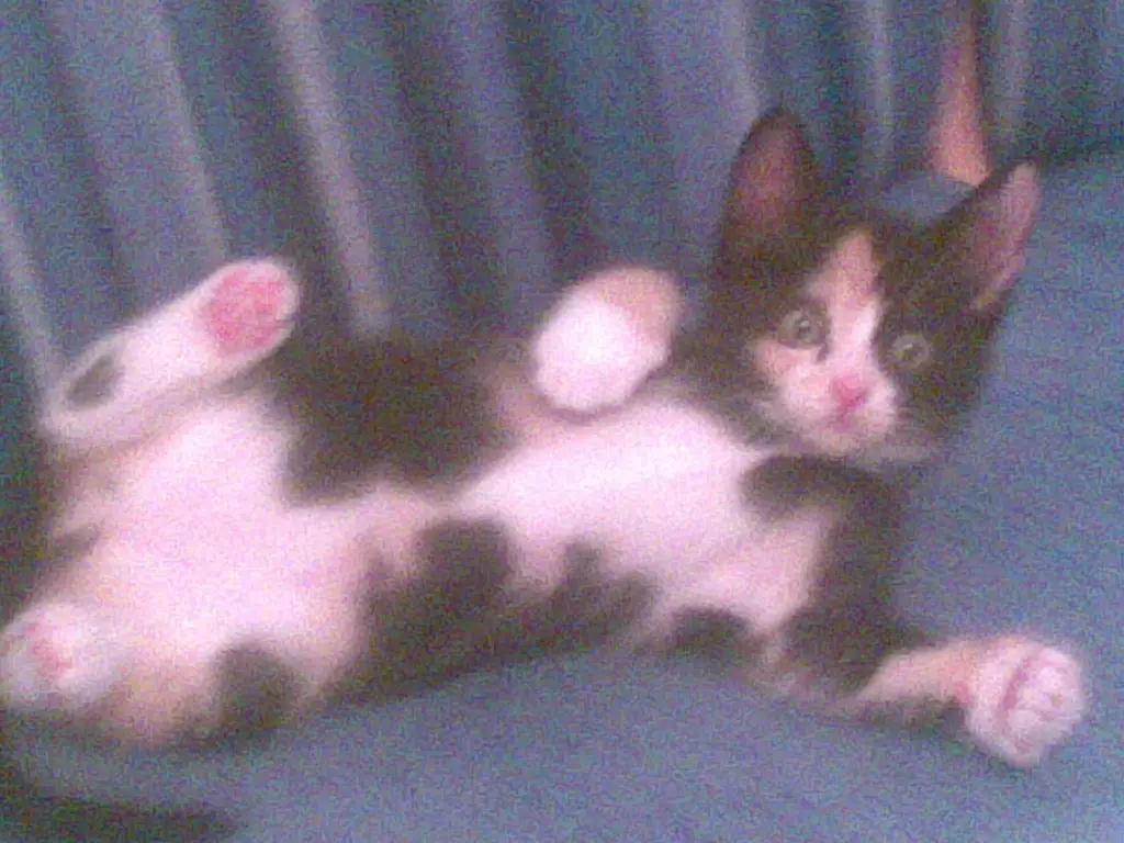 Image from Bunny