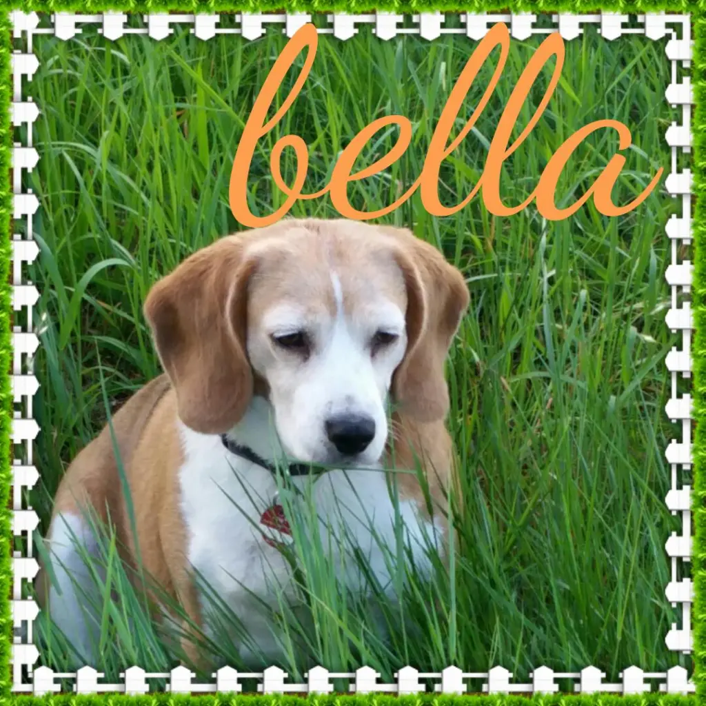 Image from Bella