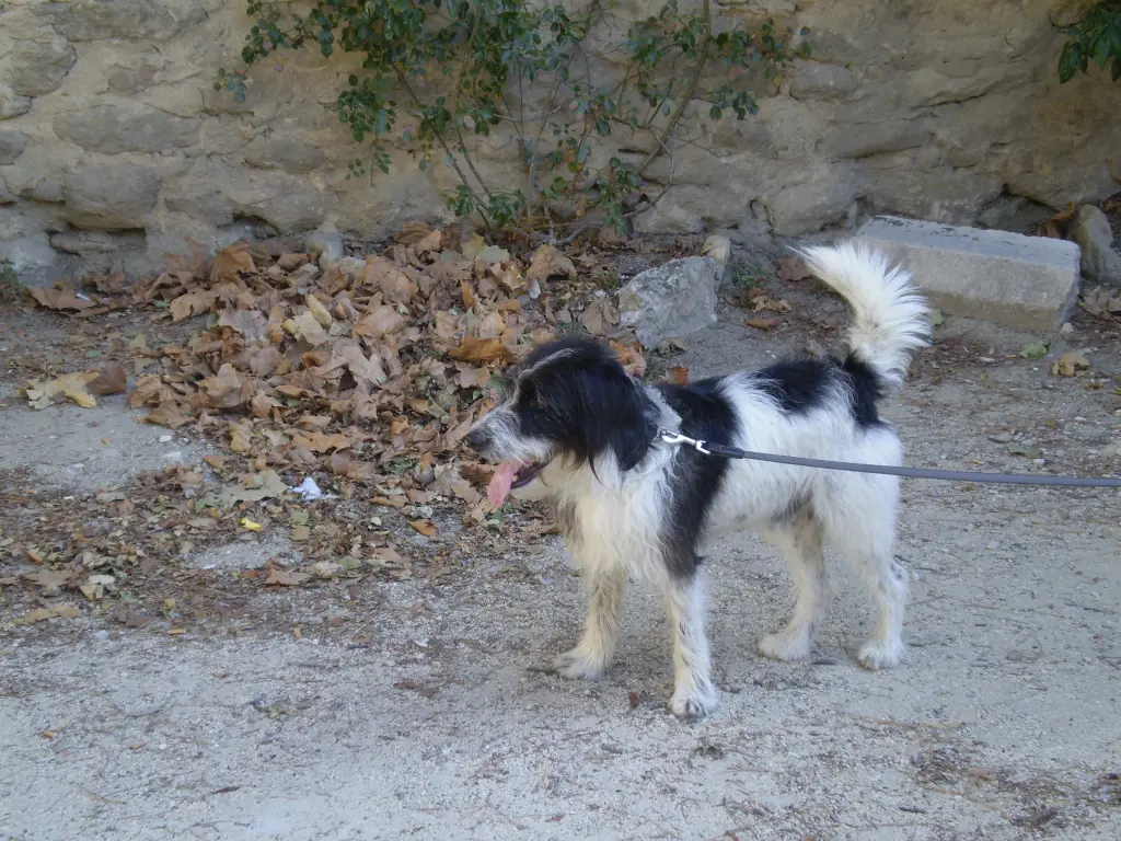 Image from Anton